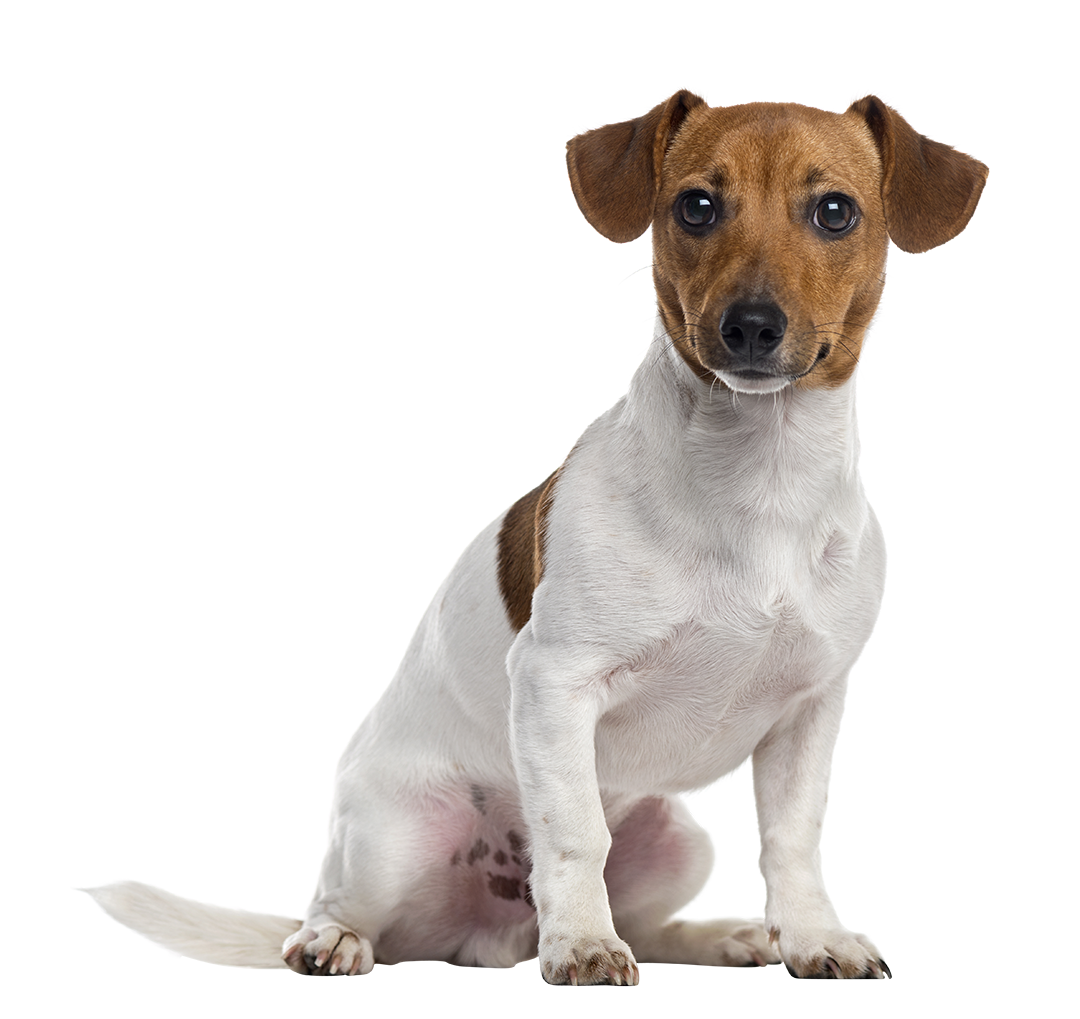 Hund, Jack Russell Terrier